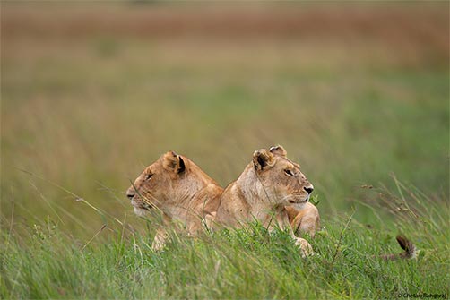 A pair of lions on the lookout for prey.