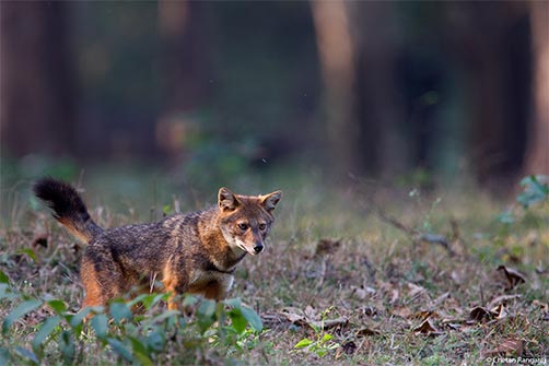 An Indian jackal <i>(Canis aureus indicus)</i> on the lookout.