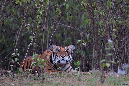 A female tiger <i>(Panthera tigris)</i> peering out from lantana.