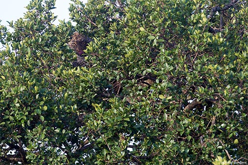 A Leopard camouflaged in a tree.