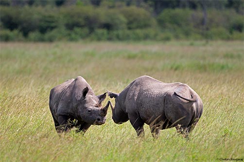 A pair of Black Rhinoceros all set to joust.