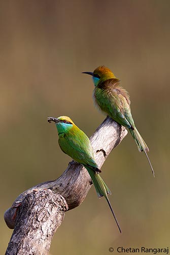 A pair of green bee-eaters <i>(Merops orientalis)</i>.