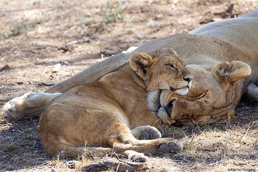 A Lion cub and mother resting after a heavy meal.