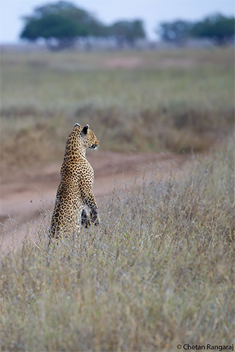 A Leopard looking out for prey over the tall grass.