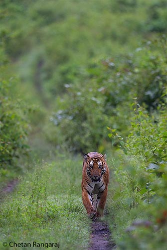 A female tiger <i>(Panthera tigris)</i> walking up a forest trail.