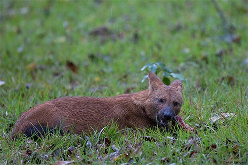 A Dhole <i>(Cuon alpinus)</i> or Indian wild dog enjoying a snack in the rain.