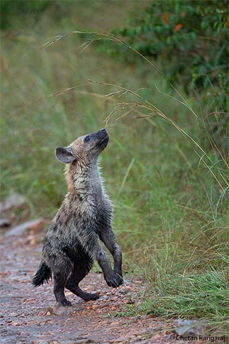 A hyena cub playing.