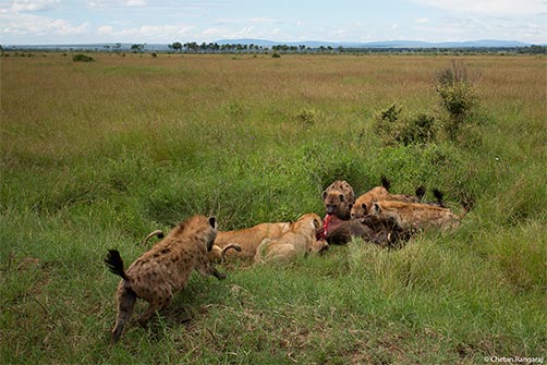 A clan of hyenas attempting to steal a warthog kill off a pair of lions.