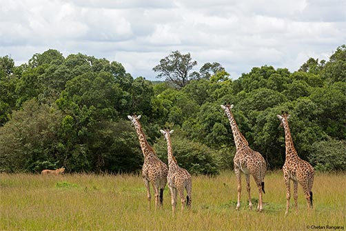 A herd of Masai Giraffe keeping a close eye on a Lioness.