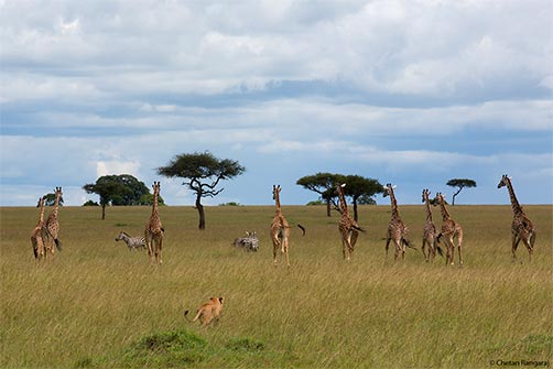 A herd of Masai Giraffe flee as a Lioness approaches.